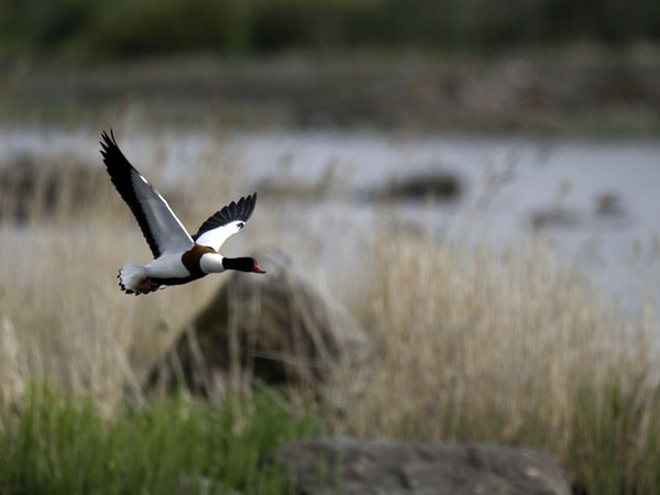 Ristisorsa, Common Shelduck, Tadorna tadorna