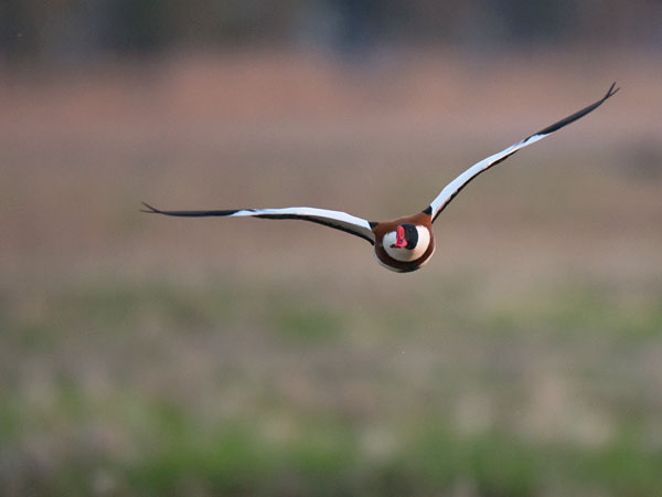 Ristisorsa, Common Shelduck, Tadorna tadorna