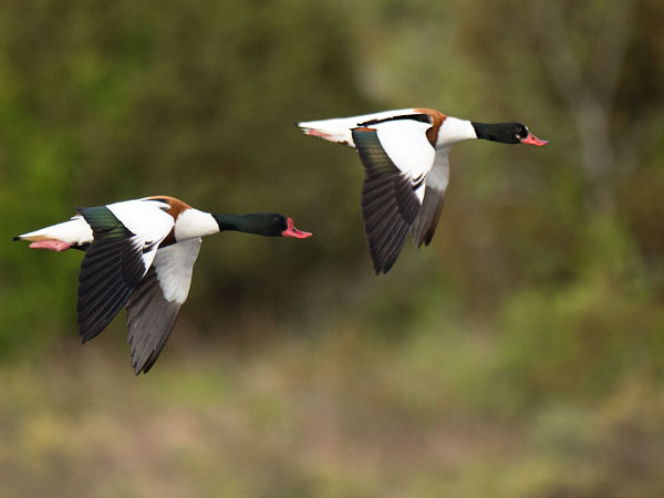 Ristisorsa, Common Shelduck, Tadorna tadorna