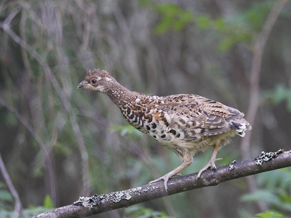 Pyy, Hazel Grouse, Tetrastes bonasia