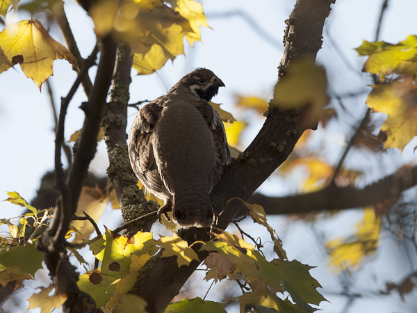Pyy, Hazel Grouse, Tetrastes bonasia