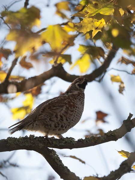 Pyy, Hazel Grouse, Tetrastes bonasia