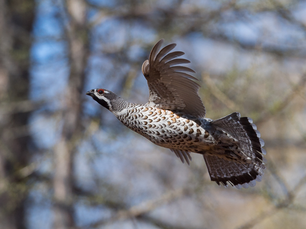 Pyy, Hazel Grouse, Tetrastes bonasia