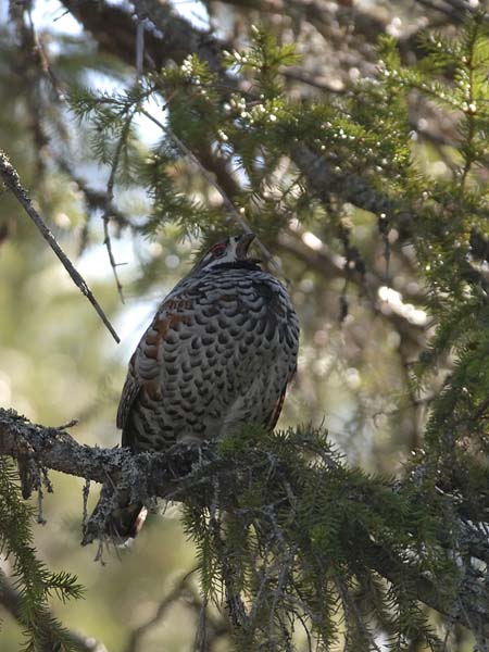 Pyy, Hazel Grouse, Tetrastes bonasia