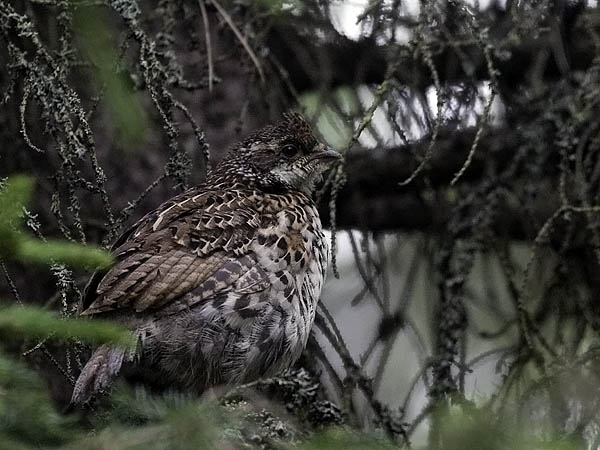 Pyy, Hazel Grouse, Tetrastes bonasia