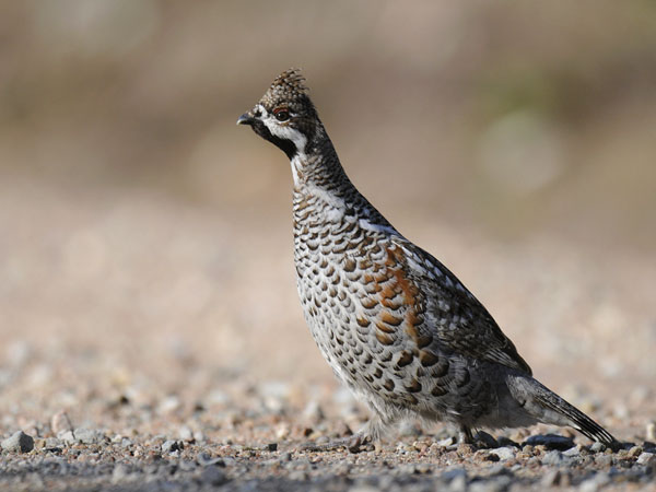 Pyy, Hazel Grouse, Tetrastes bonasia