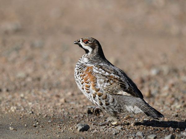 Pyy, Hazel Grouse, Tetrastes bonasia