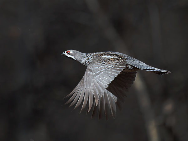 Pyy, Hazel Grouse, Tetrastes bonasia