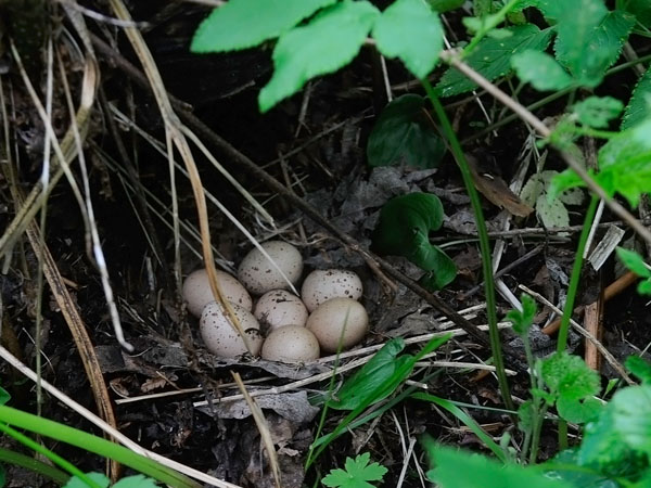 Pyy, Hazel Grouse, Tetrastes bonasia