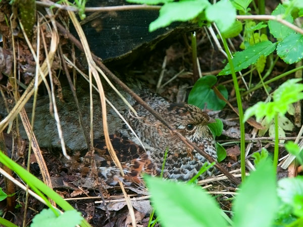 Pyy, Hazel Grouse, Tetrastes bonasia