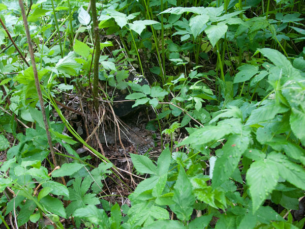 Pyy, Hazel Grouse, Tetrastes bonasia