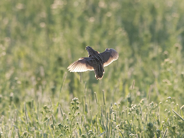Viiriäinen, Common Quail, Coturnix coturnix