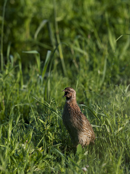 Viiriäinen, Common Quail, Coturnix coturnix