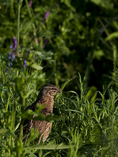 Viiriäinen, Common Quail, Coturnix coturnix