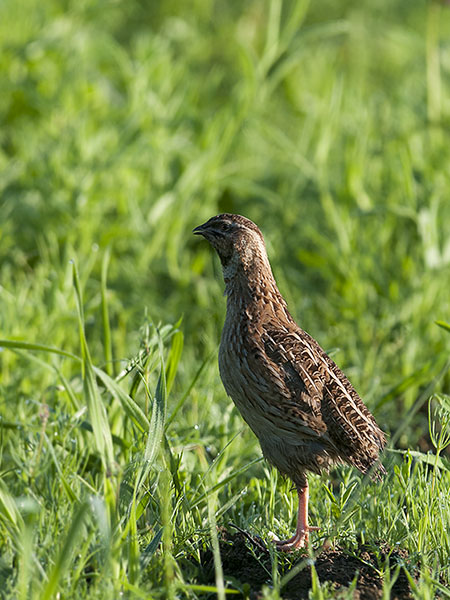 Viiriäinen, Common Quail, Coturnix coturnix