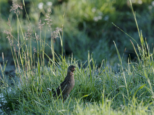 Viiriäinen, Common Quail, Coturnix coturnix