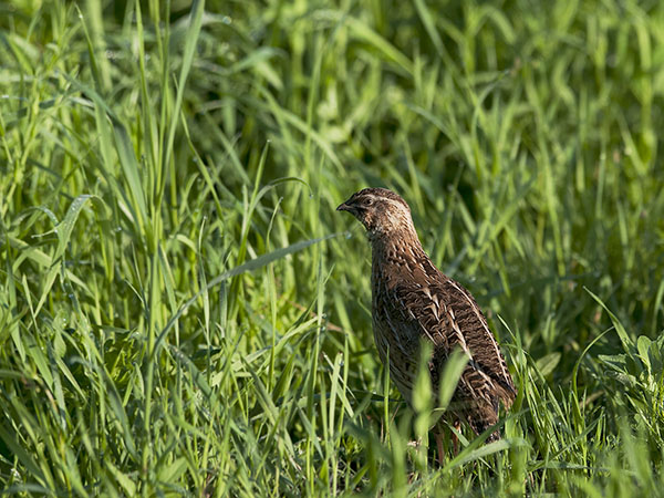Viiriäinen, Common Quail, Coturnix coturnix