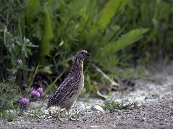 Viiriäinen, Common Quail, Coturnix coturnix