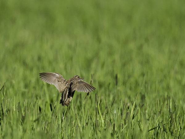 Viiriäinen, Common Quail, Coturnix coturnix