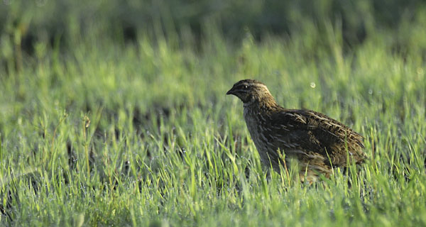 Viiriäinen, Common Quail, Coturnix coturnix