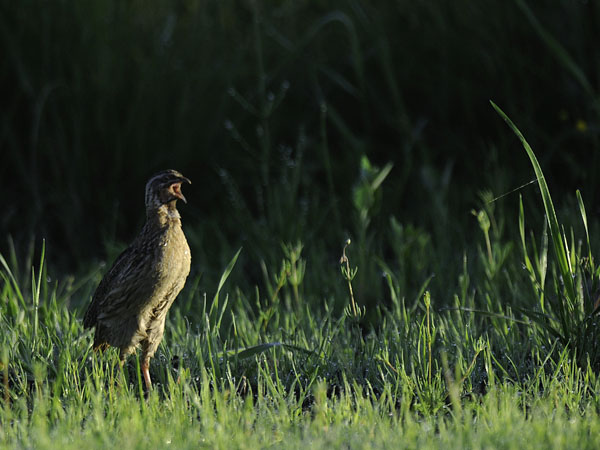 Viiriäinen, Common Quail, Coturnix coturnix