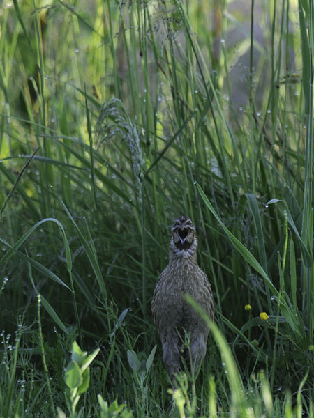 Viiriäinen, Common Quail, Coturnix coturnix