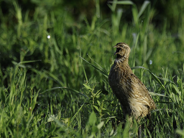 Viiriäinen, Common Quail, Coturnix coturnix