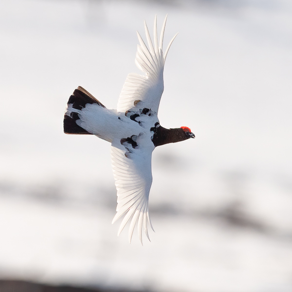 Riekko, Willow Ptarmigan, Lagopus lagopus