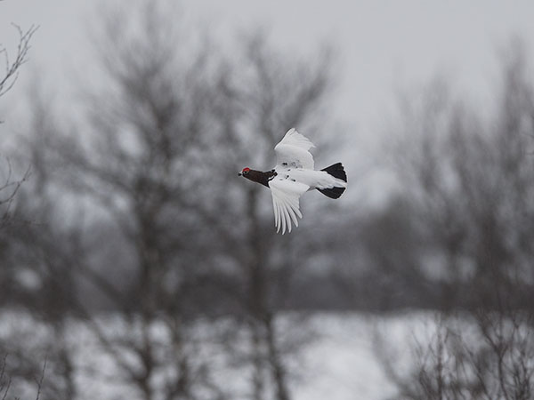Riekko, Willow Ptarmigan, Lagopus lagopus