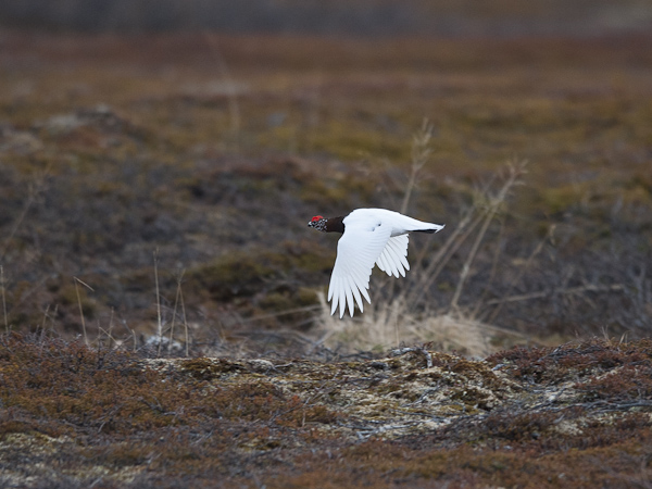 Riekko, Willow Ptarmigan, Lagopus lagopus