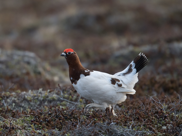 Riekko, Willow Ptarmigan, Lagopus lagopus