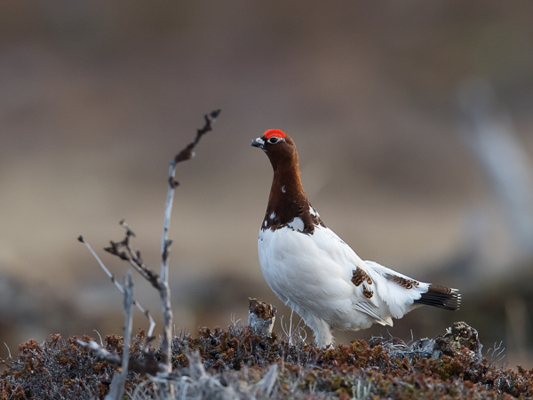 Riekko, Willow Ptarmigan, Lagopus lagopus