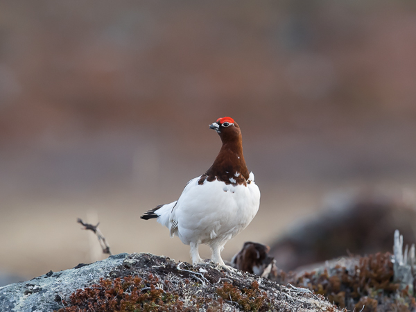 Riekko, Willow Ptarmigan, Lagopus lagopus