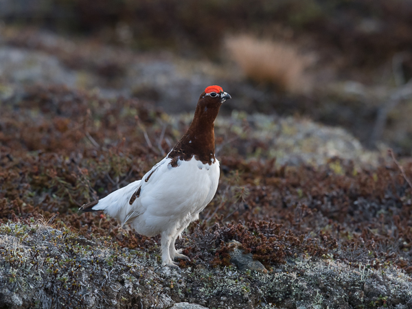Riekko, Willow Ptarmigan, Lagopus lagopus