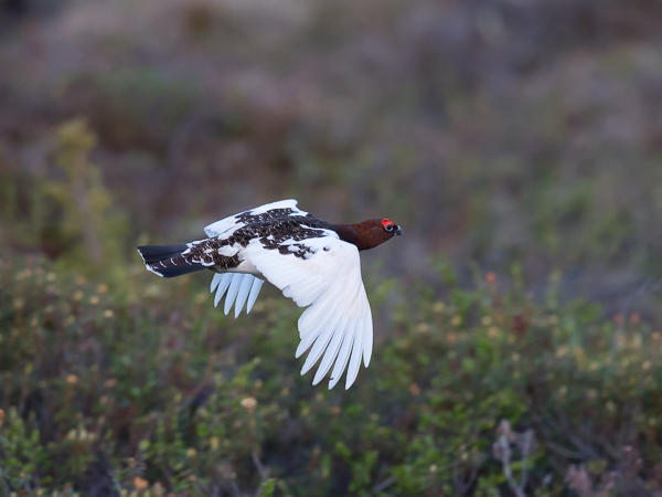 Riekko, Willow Ptarmigan, Lagopus lagopus