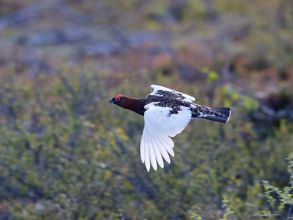 Riekko, Willow Ptarmigan, Lagopus lagopus