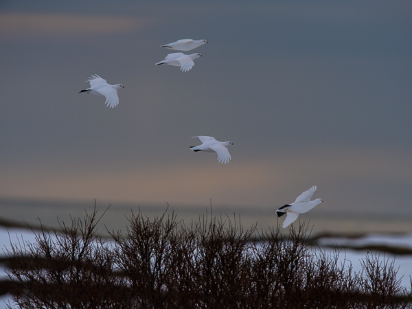 Riekko, Willow Ptarmigan, Lagopus lagopus
