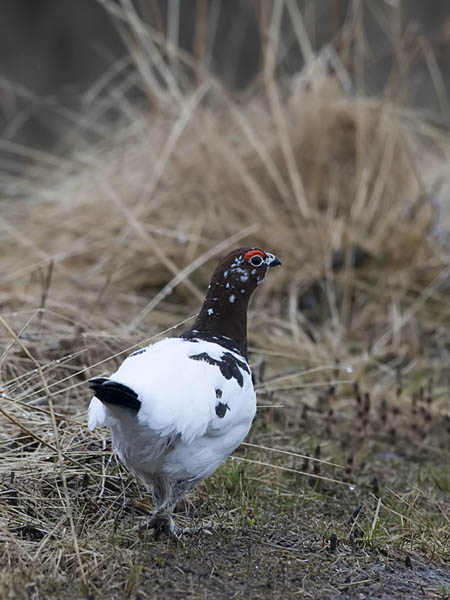 Riekko, Willow Ptarmigan, Lagopus lagopus