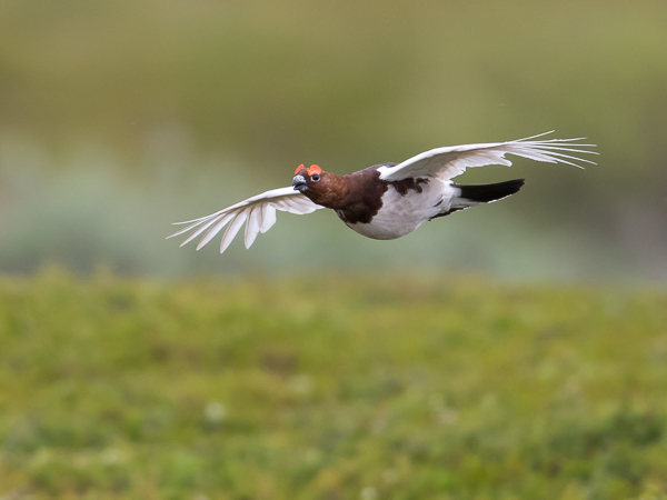 Riekko, Willow Ptarmigan, Lagopus lagopus