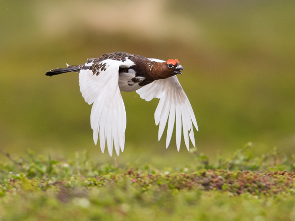 Riekko, Willow Ptarmigan, Lagopus lagopus