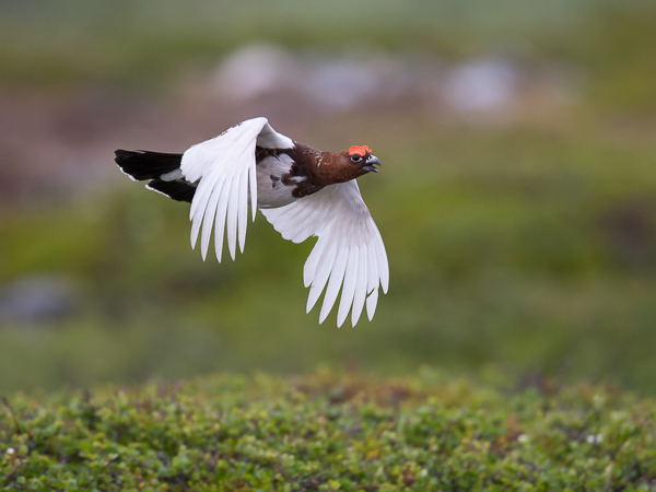Riekko, Willow Ptarmigan, Lagopus lagopus