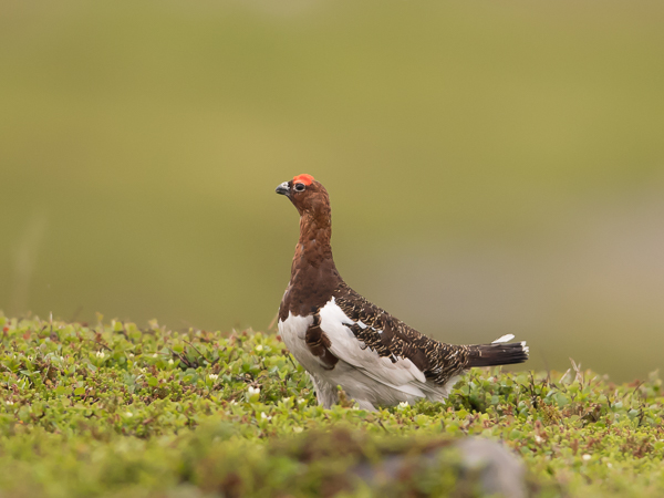 Riekko, Willow Ptarmigan, Lagopus lagopus