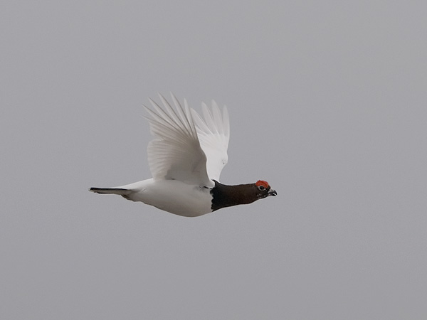 Riekko, Willow Ptarmigan, Lagopus lagopus