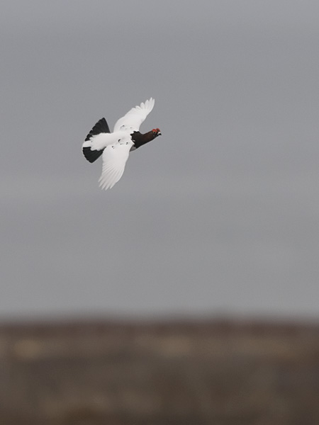 Riekko, Willow Ptarmigan, Lagopus lagopus