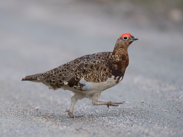 Riekko, Willow Ptarmigan, Lagopus lagopus