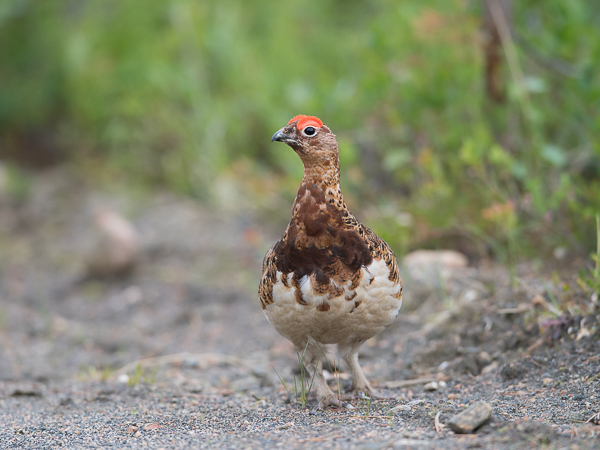 Riekko, Willow Ptarmigan, Lagopus lagopus