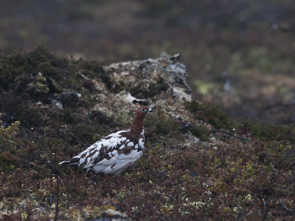 Riekko, Willow Ptarmigan, Lagopus lagopus