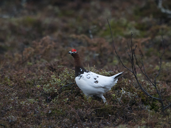 Riekko, Willow Ptarmigan, Lagopus lagopus