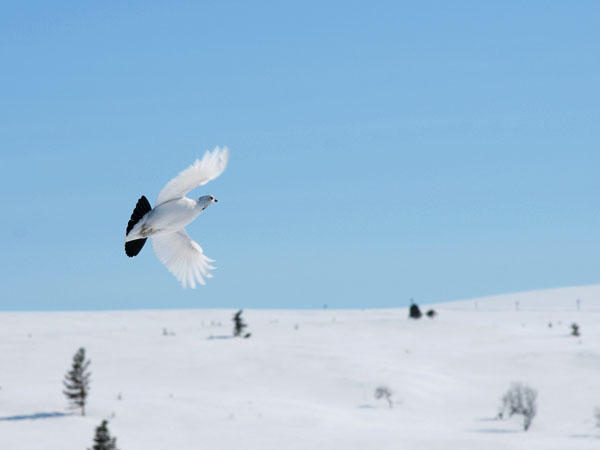 Riekko, Willow Ptarmigan, Lagopus lagopus