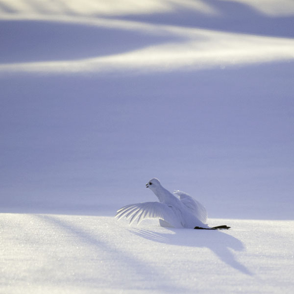 Riekko, Willow Ptarmigan, Lagopus lagopus